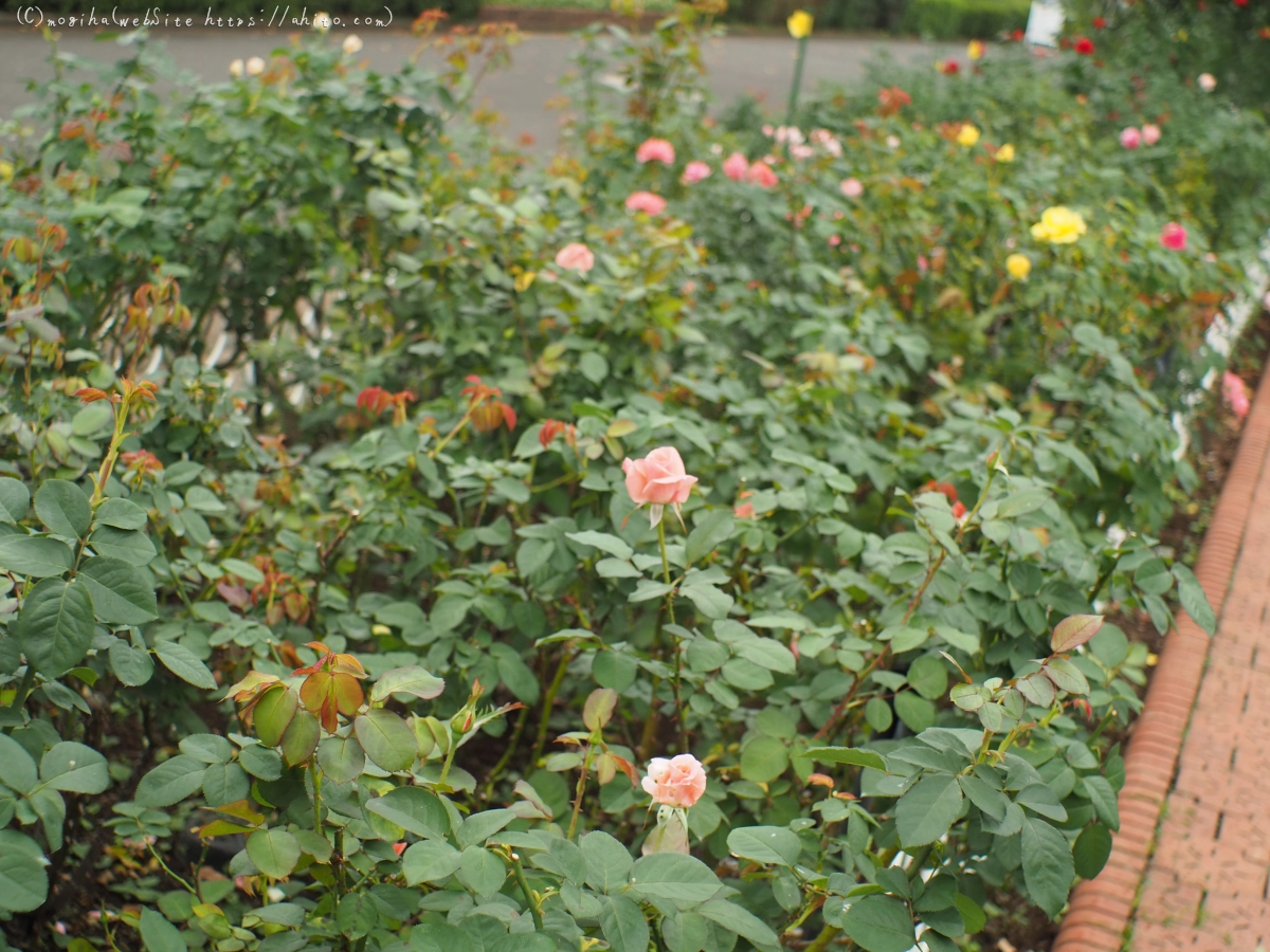 芝浦中央公園の薔薇園 - 50