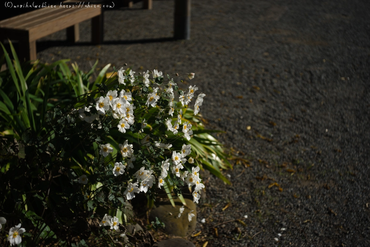 旧芝離宮恩賜庭園 - 01