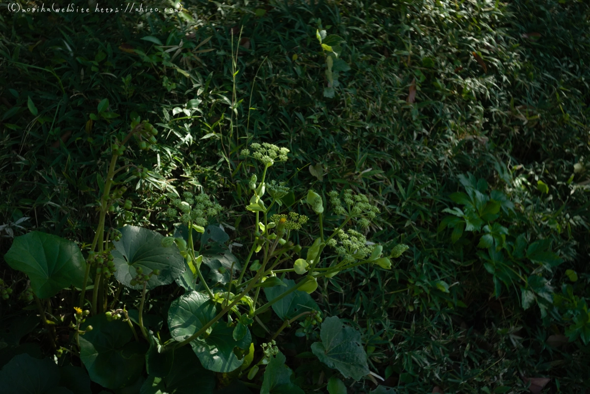 旧芝離宮恩賜庭園 - 08