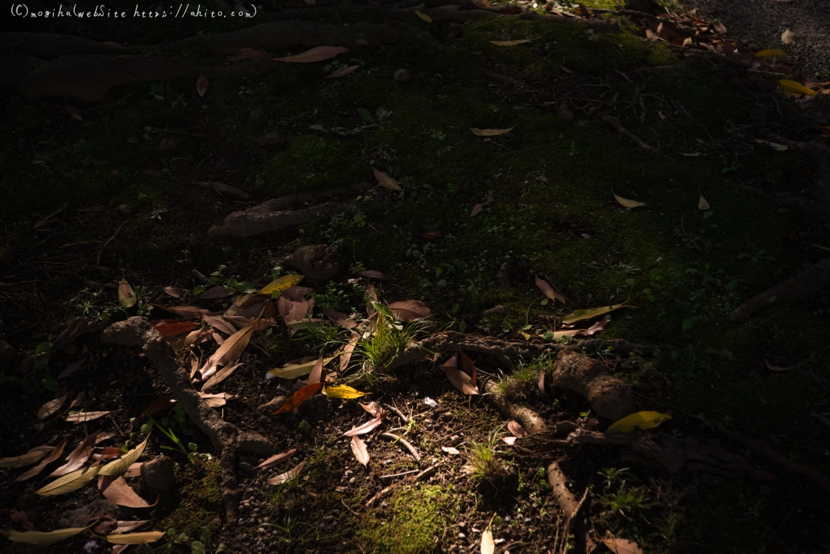 旧芝離宮恩賜庭園 - 11