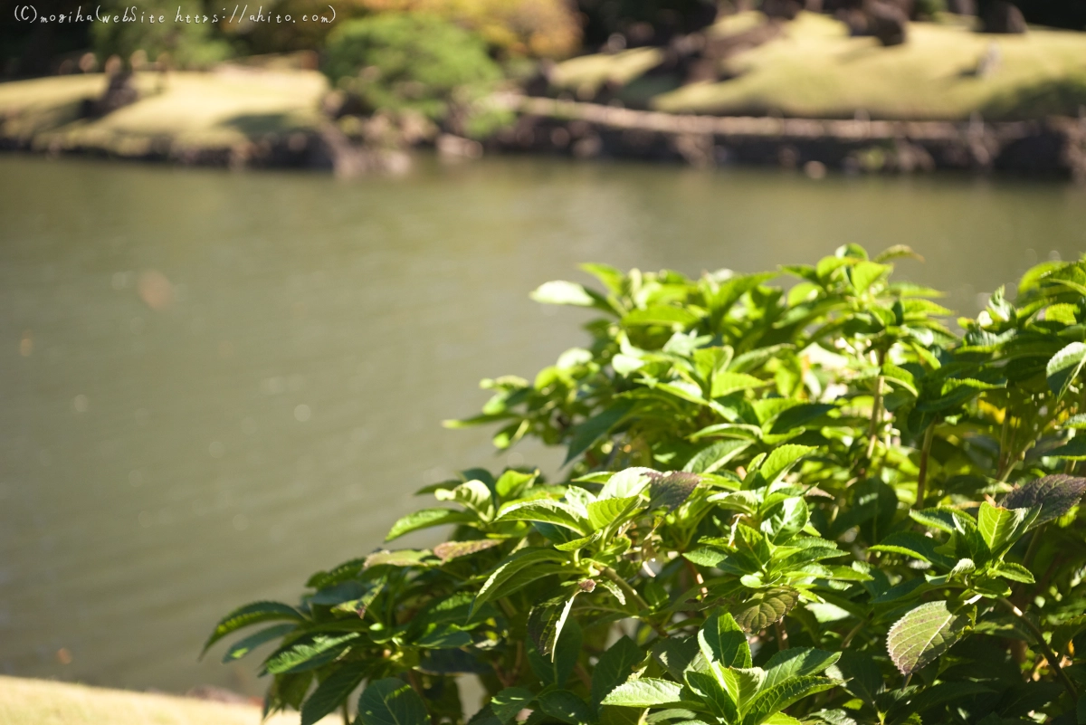 旧芝離宮恩賜庭園 - 12