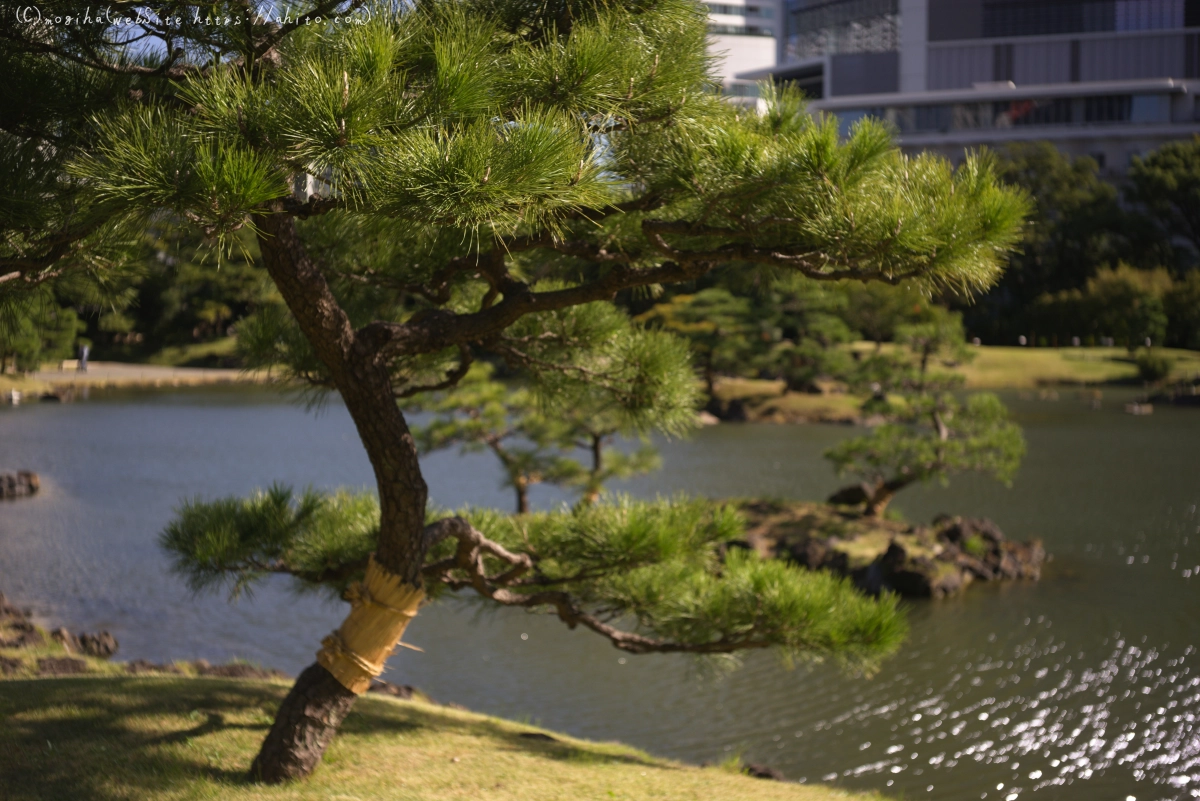 旧芝離宮恩賜庭園 - 18