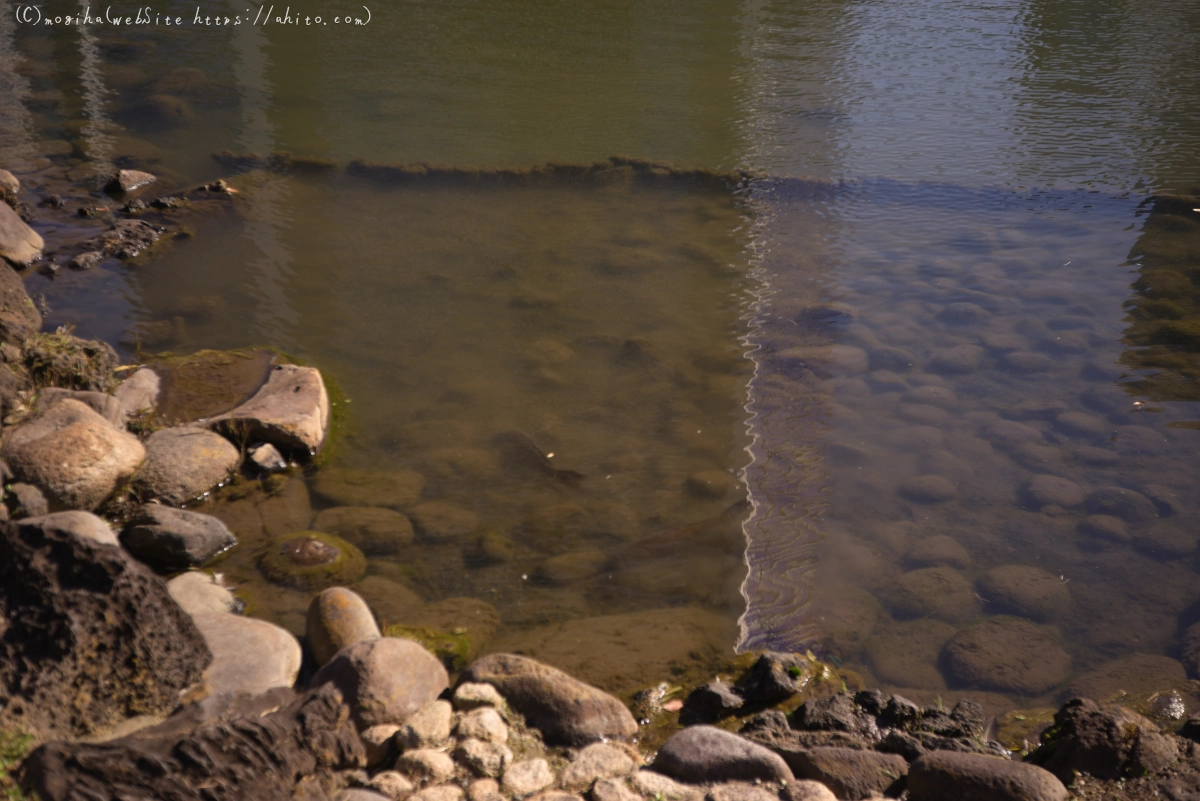 旧芝離宮恩賜庭園 - 20
