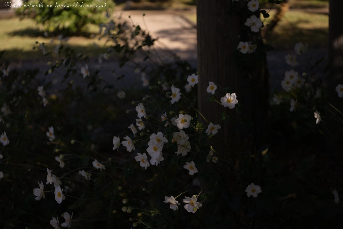 旧芝離宮恩賜庭園 - 26