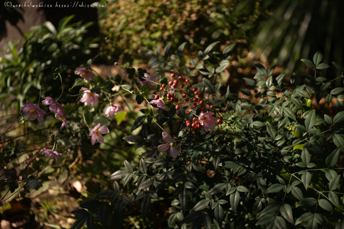 旧芝離宮恩賜庭園 - 27