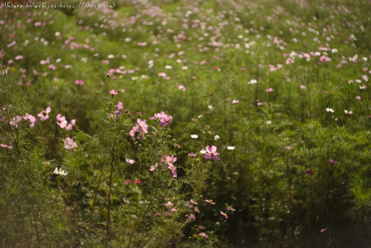 浜離宮恩賜庭園のコスモス - 01
