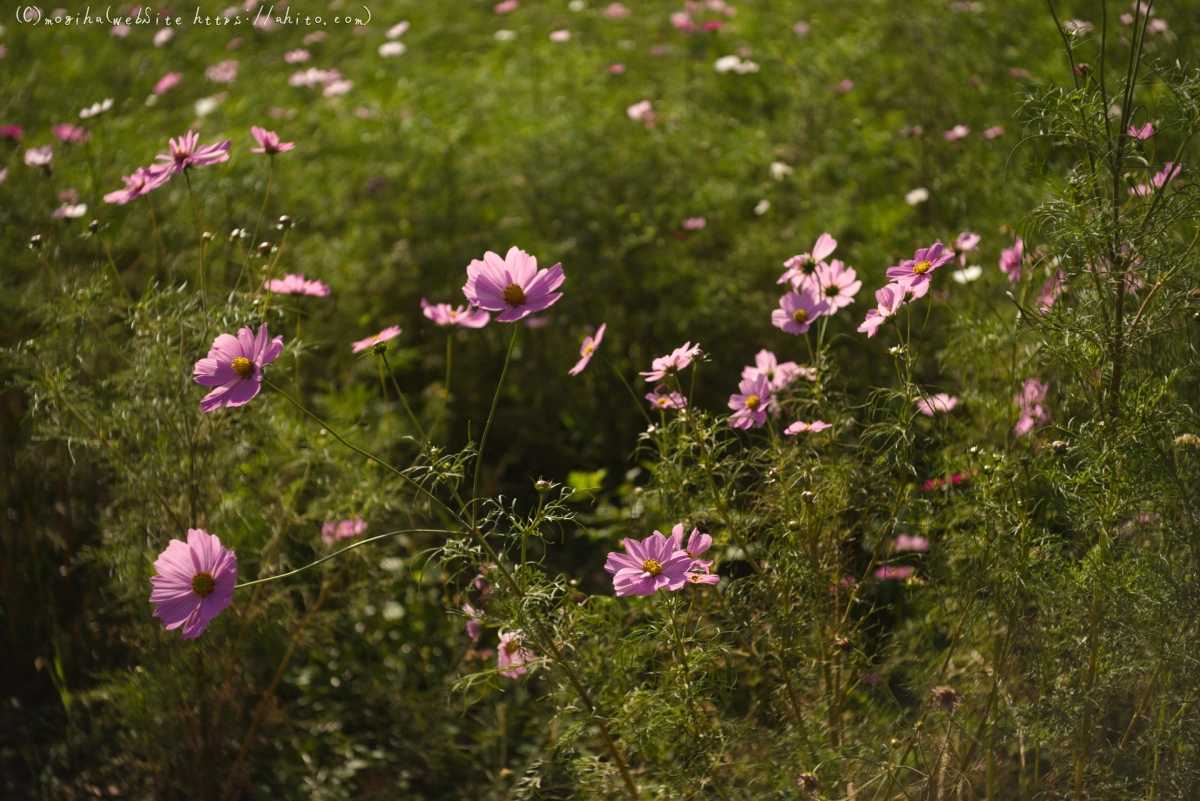 浜離宮恩賜庭園のコスモス - 03