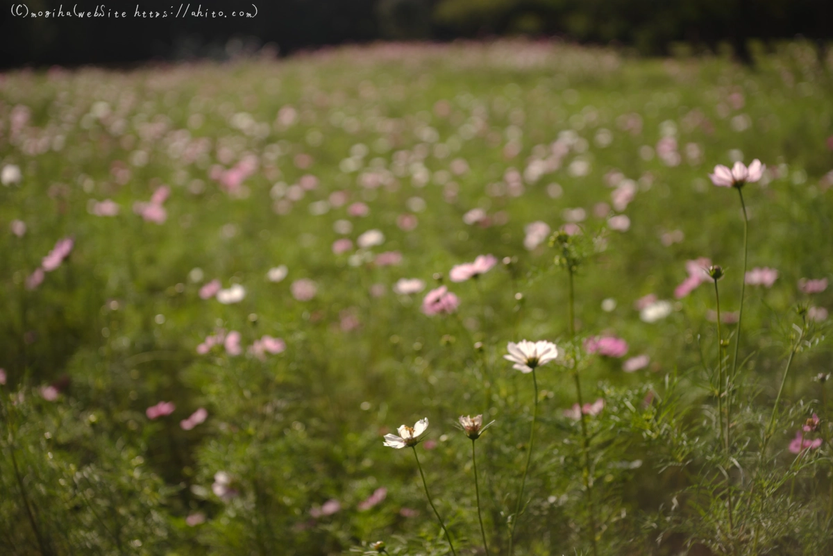 浜離宮恩賜庭園のコスモス - 04