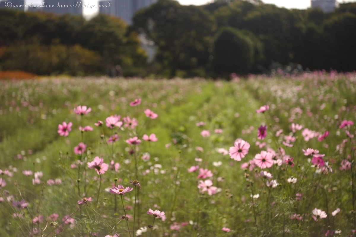 浜離宮恩賜庭園のコスモス - 07