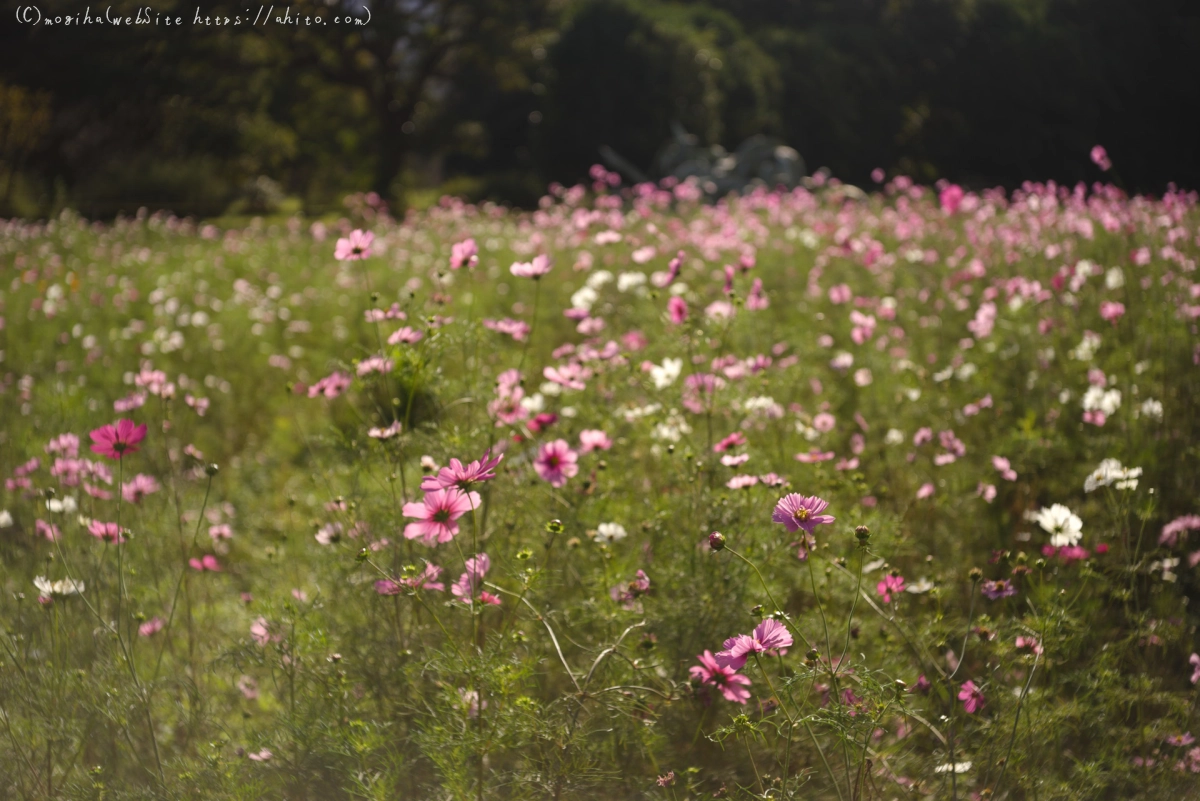 浜離宮恩賜庭園のコスモス - 09