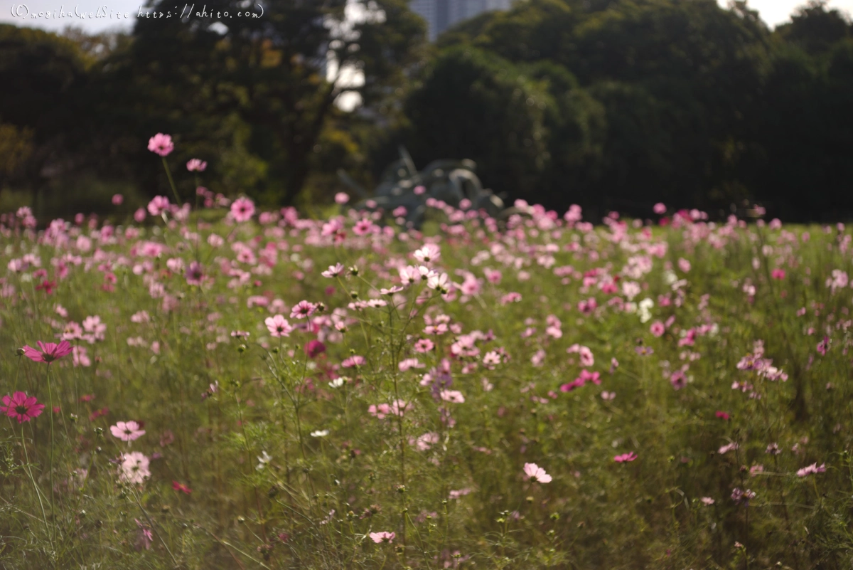 浜離宮恩賜庭園のコスモス - 10