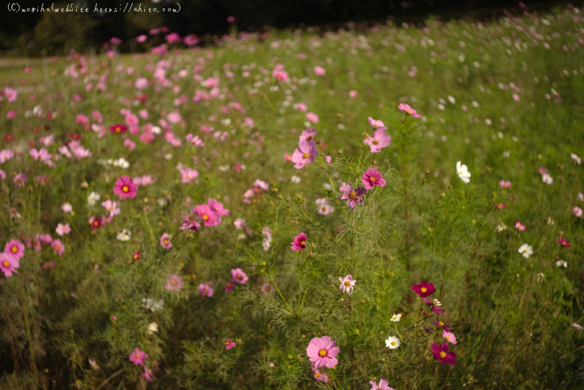 浜離宮恩賜庭園のコスモス - 19
