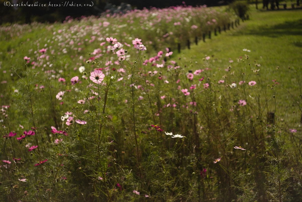 浜離宮恩賜庭園のコスモス - 21