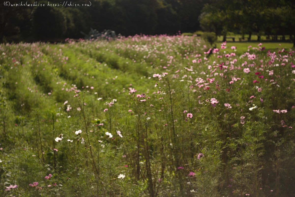 浜離宮恩賜庭園のコスモス - 24