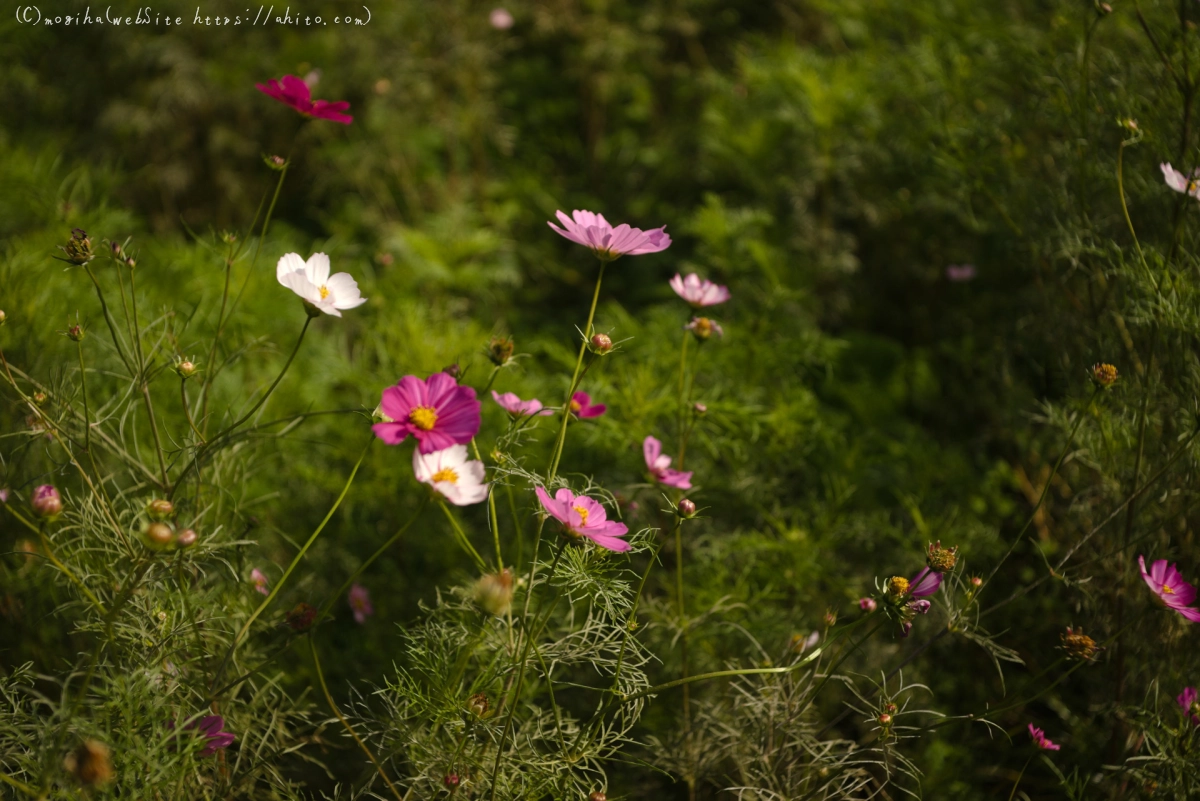 浜離宮恩賜庭園のコスモス - 25