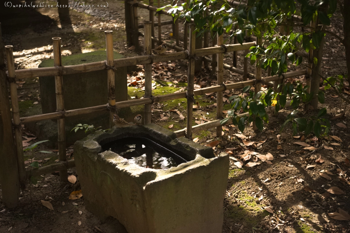 浜離宮恩賜庭園 - 05