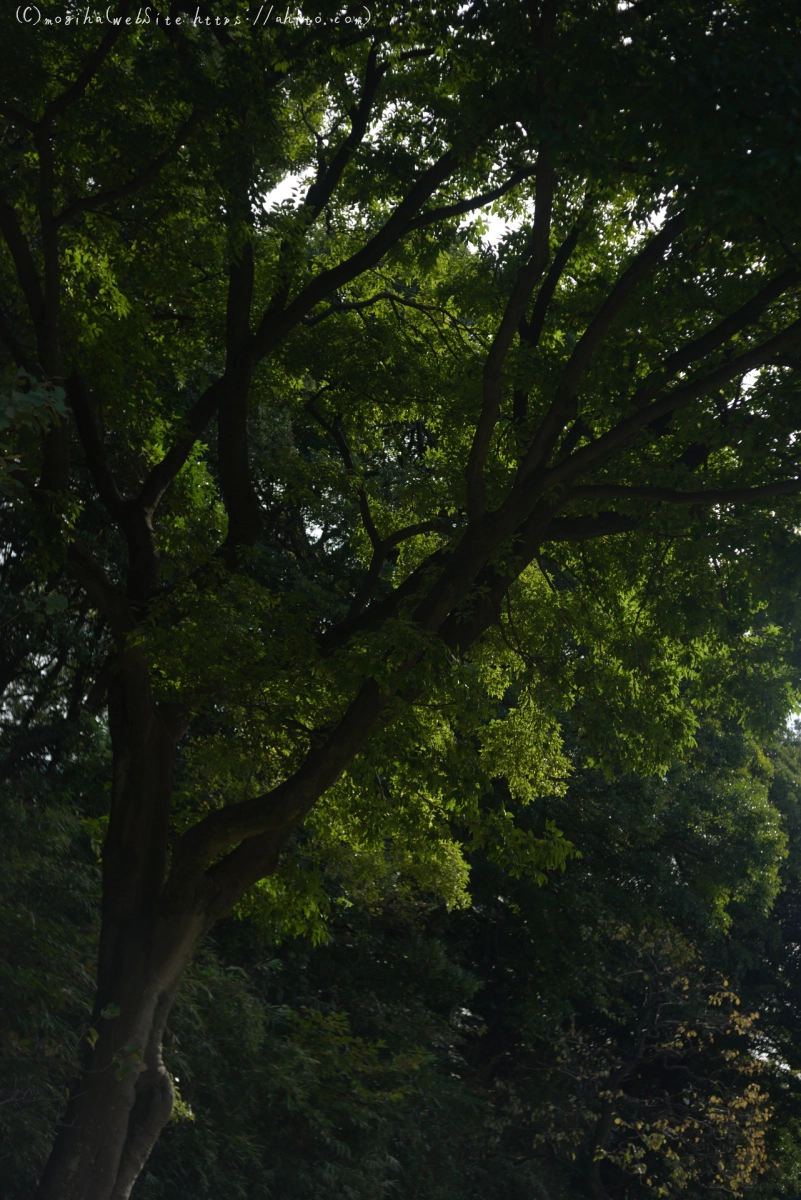 浜離宮恩賜庭園 - 09