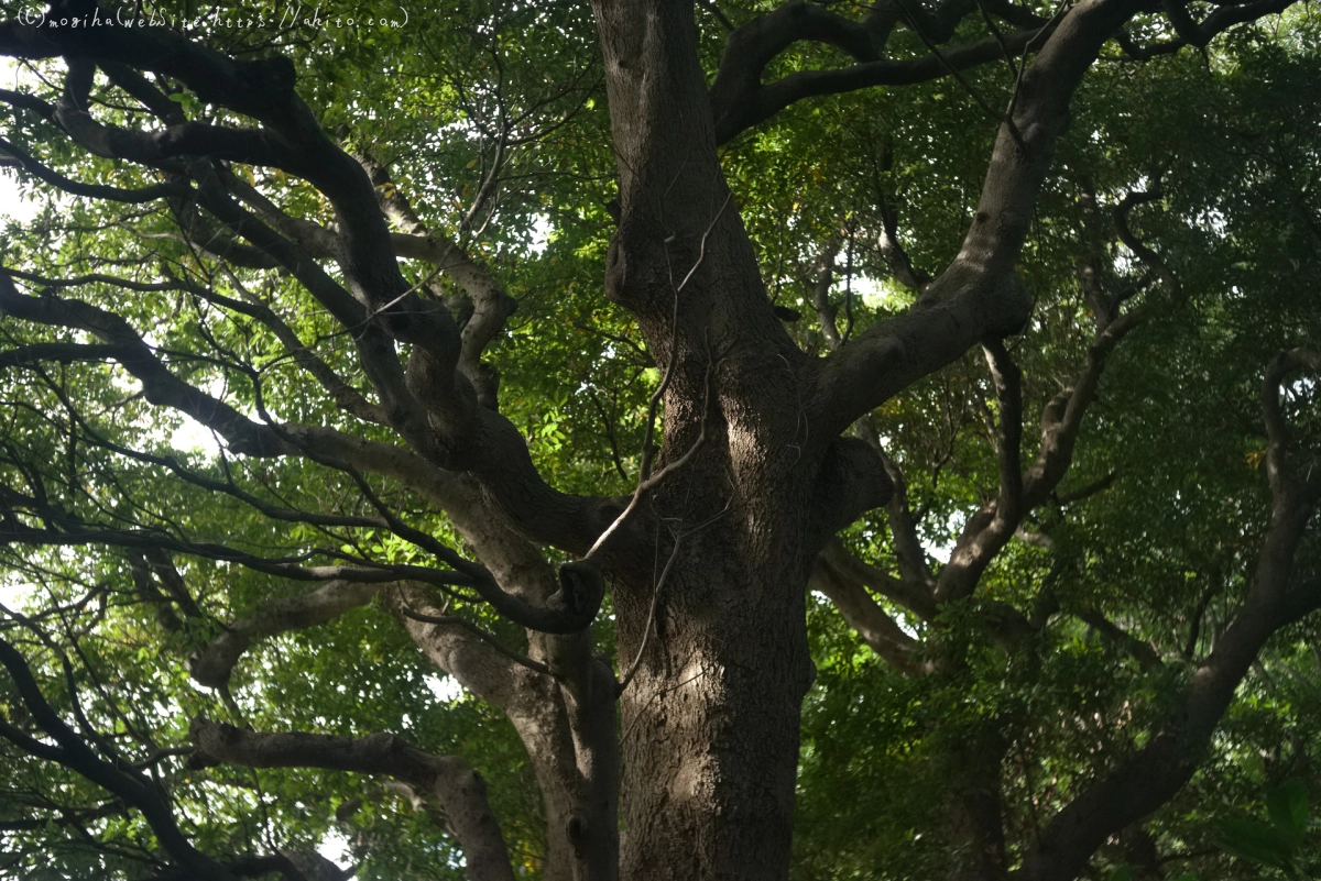 浜離宮恩賜庭園 - 13