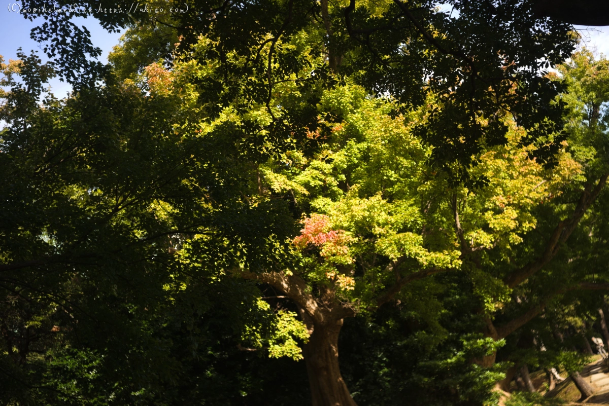 浜離宮恩賜庭園 - 24