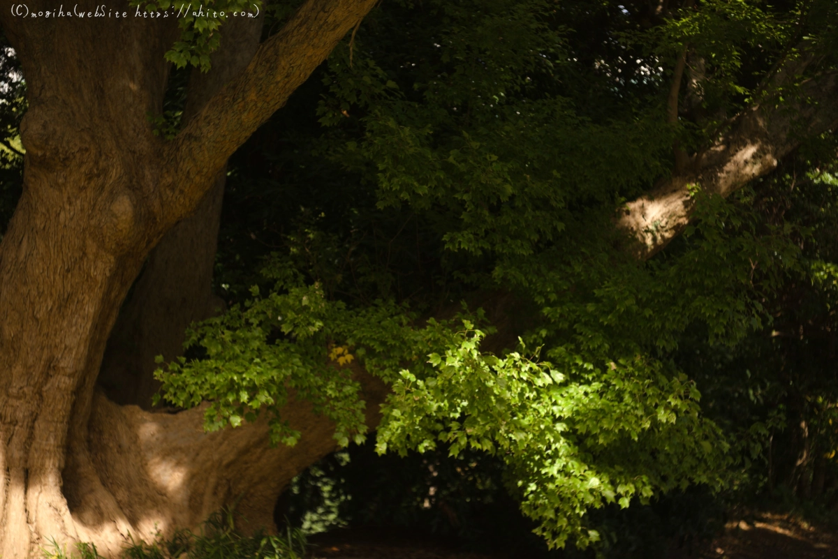 浜離宮恩賜庭園 - 25