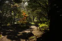 旧古河庭園の紅葉