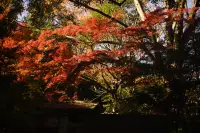 六義園の紅葉