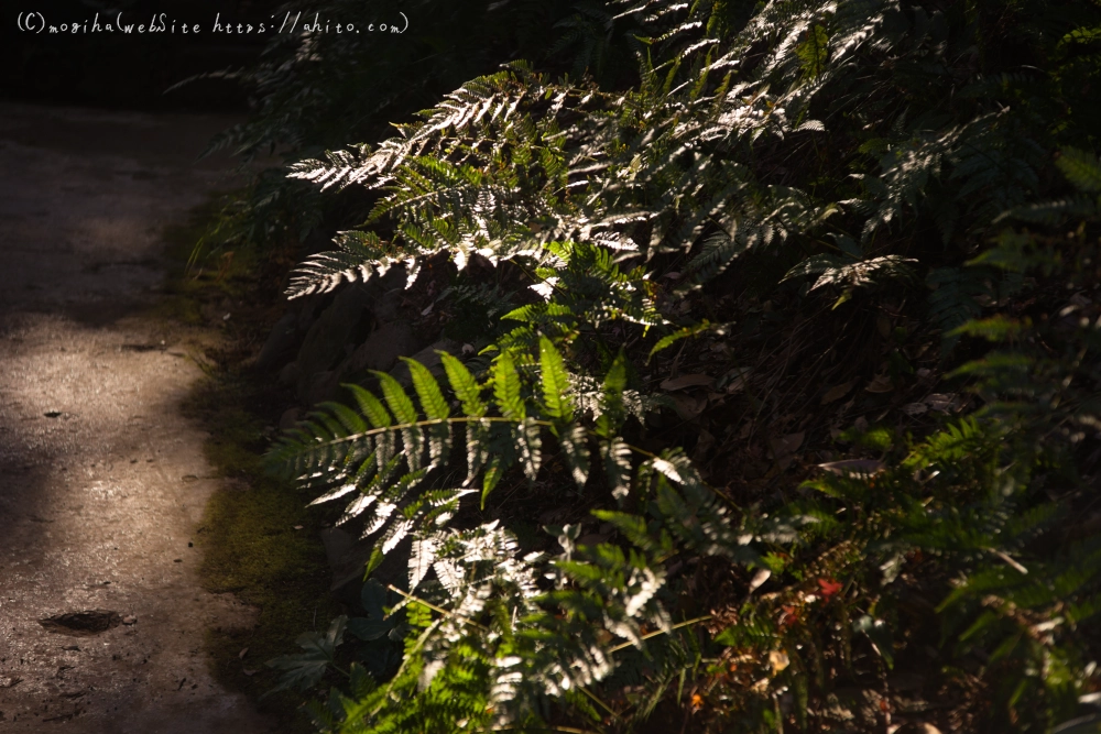 冬の小石川後楽園 - 04