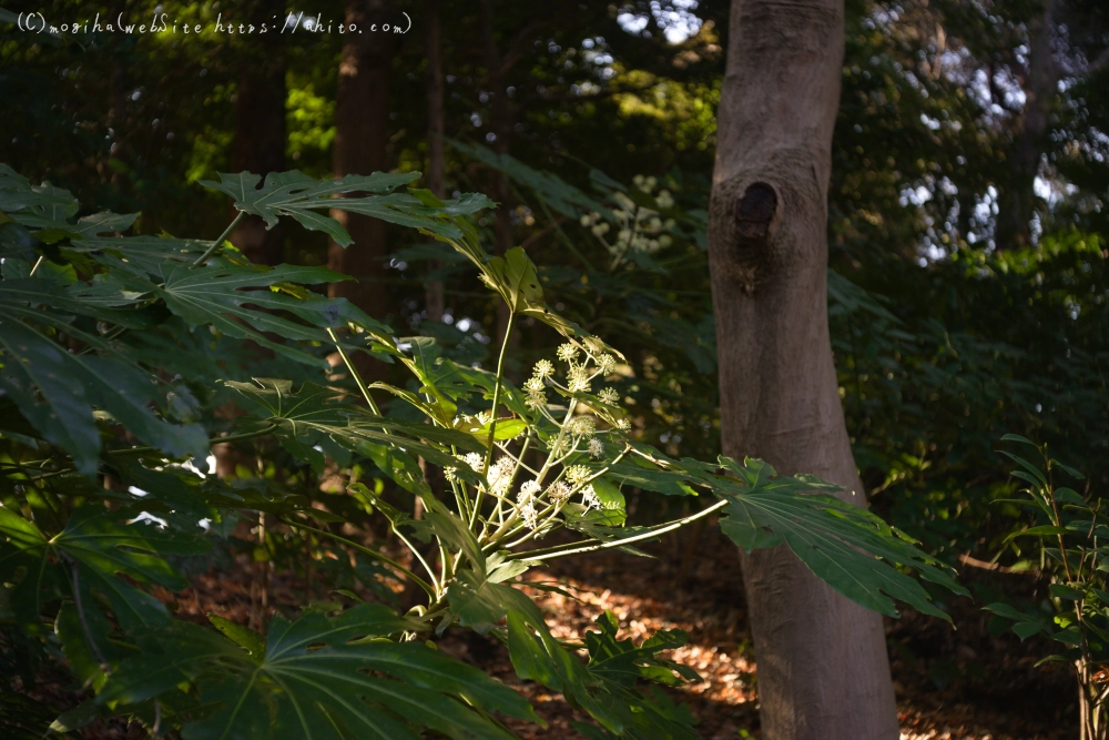 冬の小石川後楽園 - 06