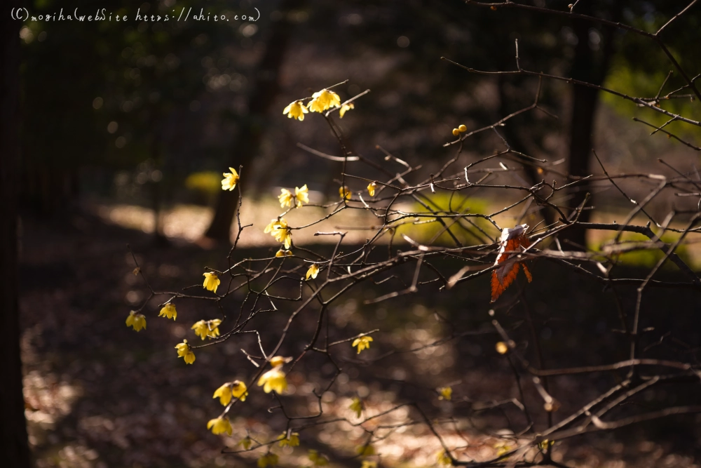 冬の小石川後楽園 - 26