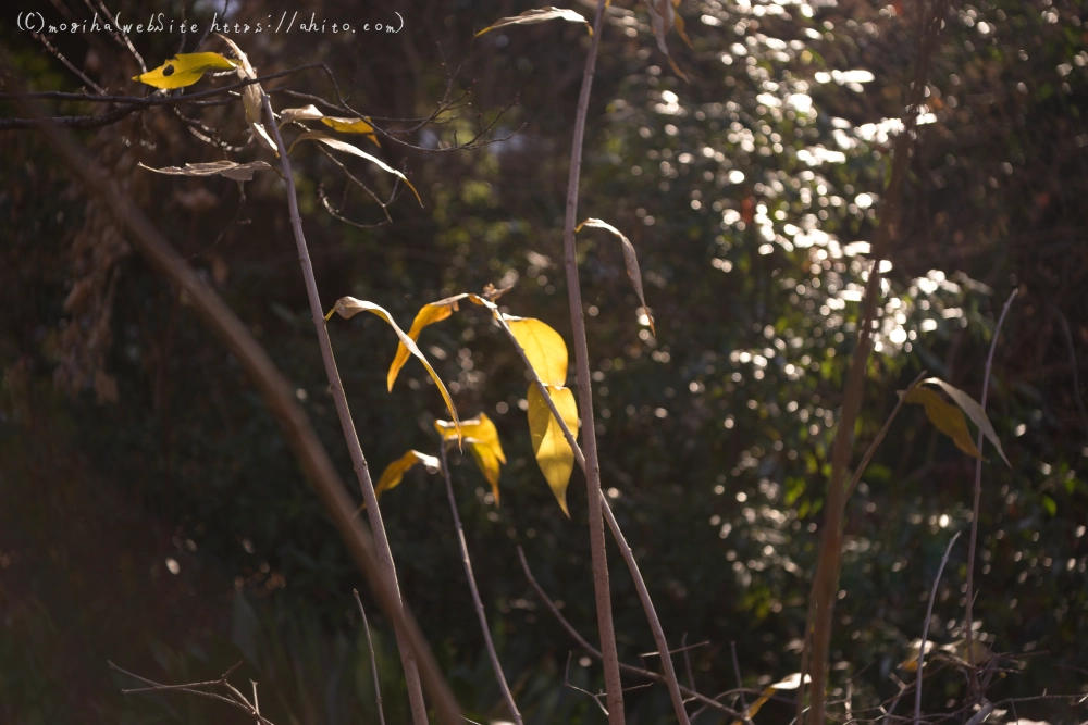 冬の小石川後楽園 - 28