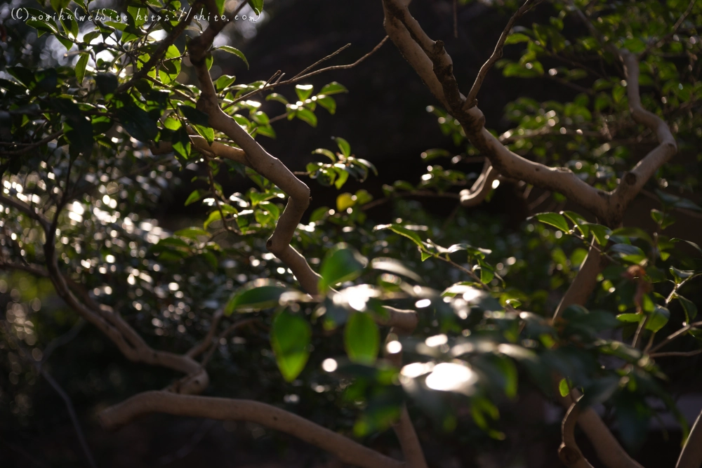 冬の小石川後楽園 - 29