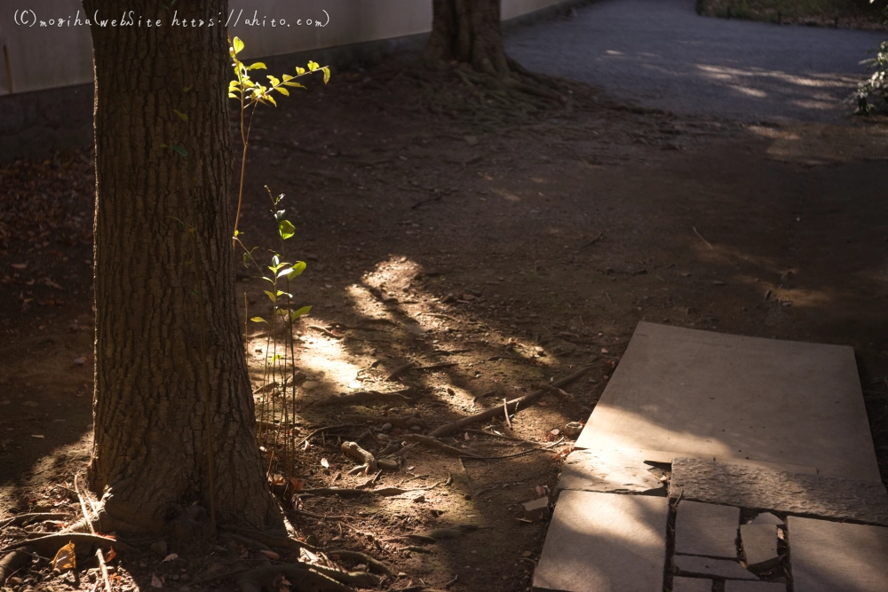 冬の小石川後楽園 - 32