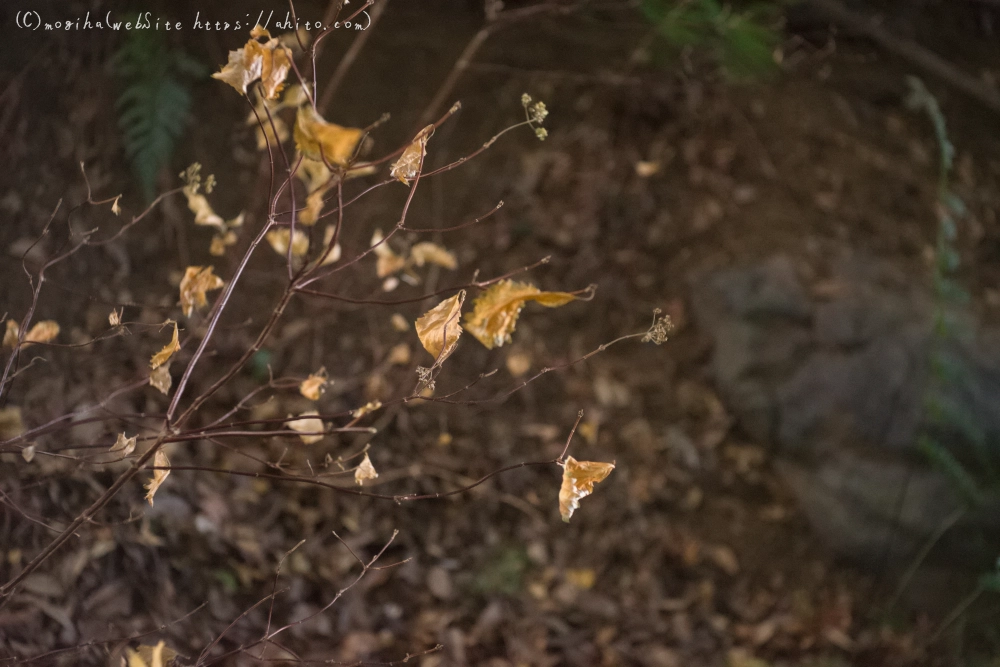 冬の小石川後楽園 - 35