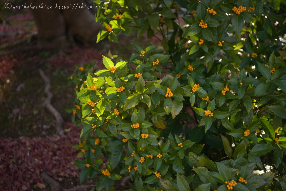 冬の小石川後楽園 - 36