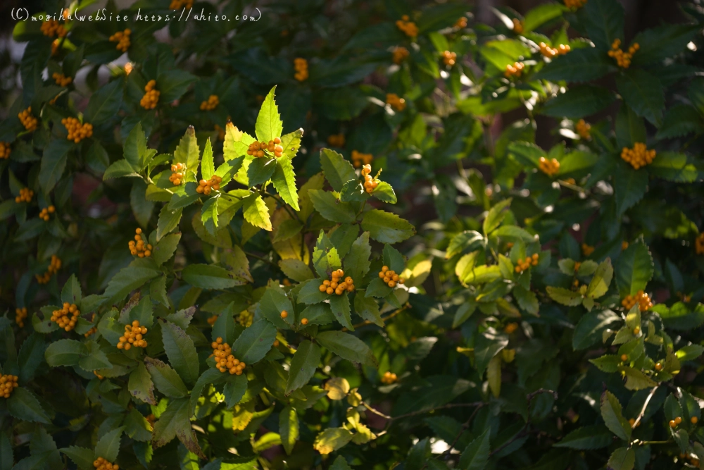 冬の小石川後楽園 - 37