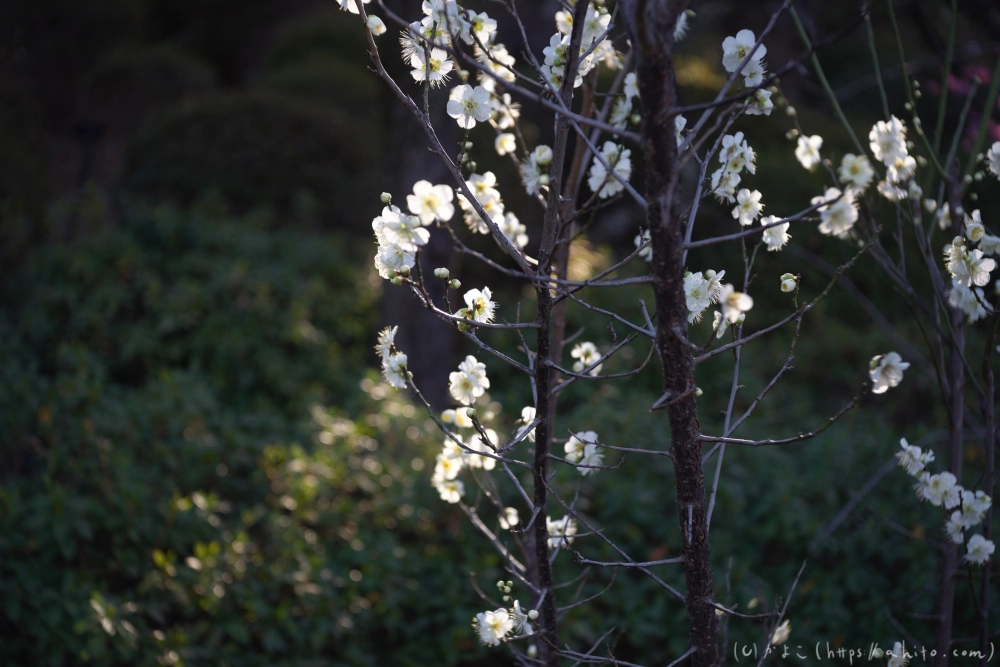 咲き始めの梅 - 01