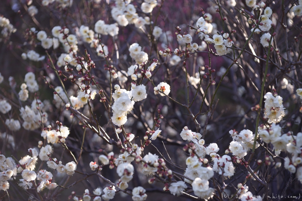 咲き始めの梅 - 02