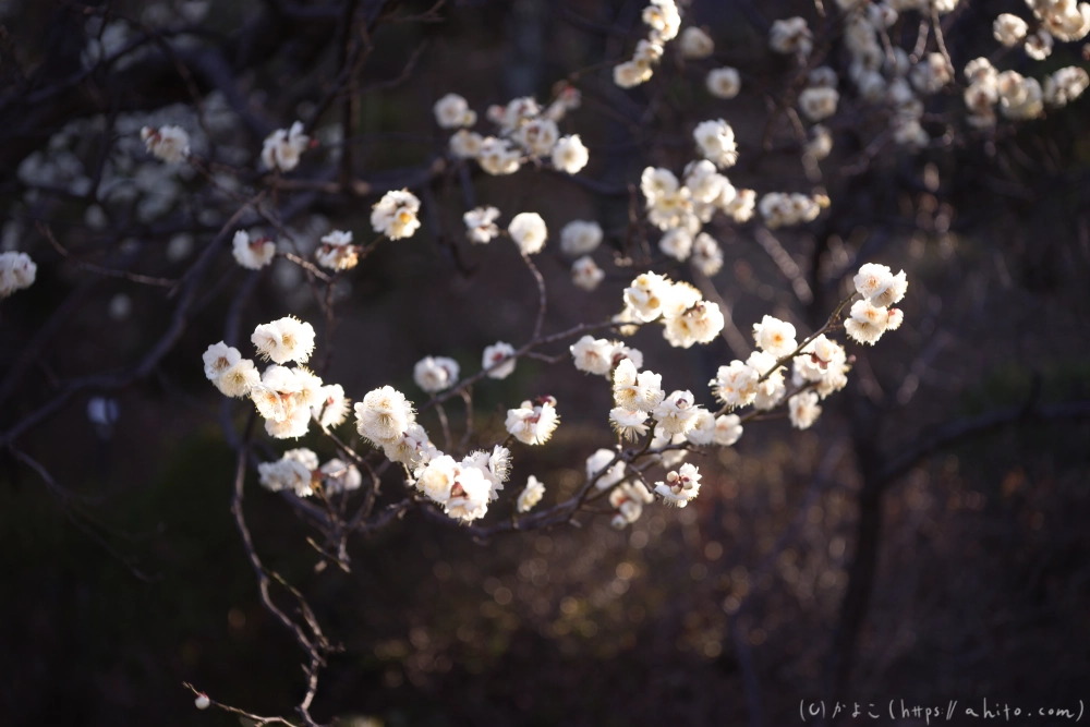 咲き始めの梅 - 05