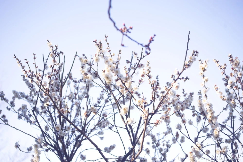 咲き始めの梅 - 08