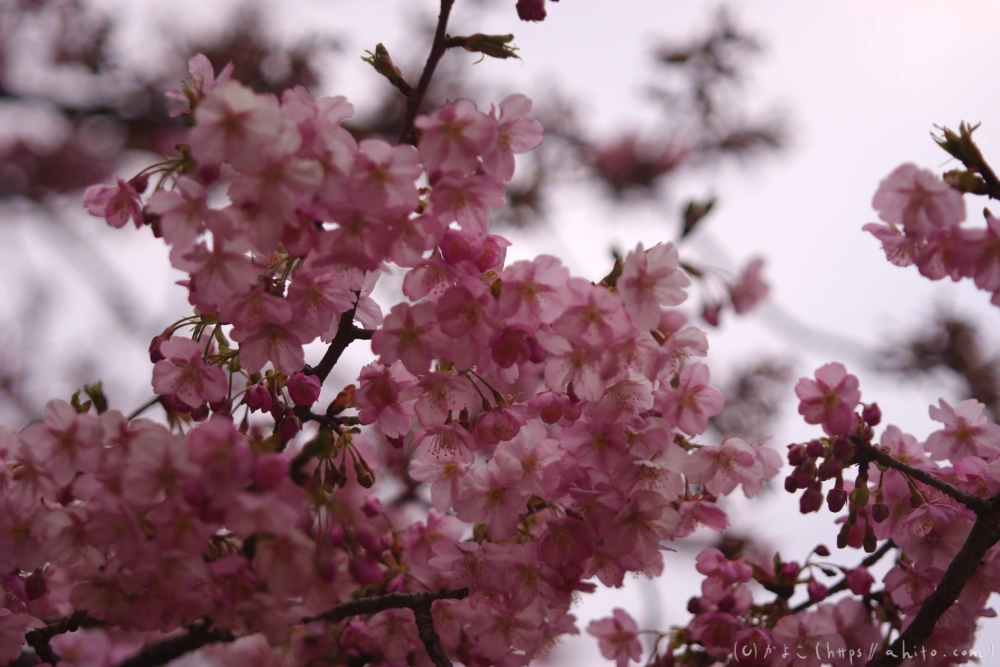 朝日が昇る河津桜 - 01