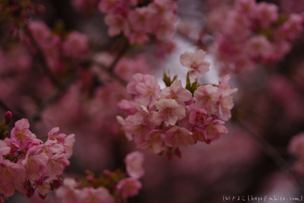 朝日が昇る河津桜 - 03