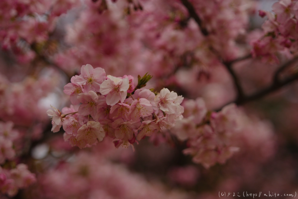 朝日が昇る河津桜 - 04