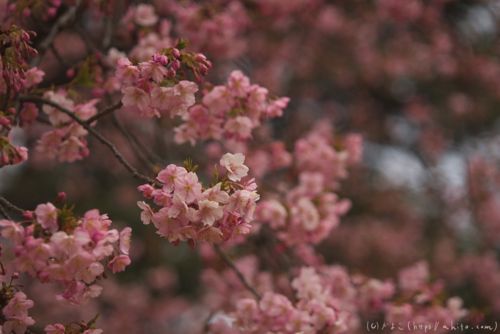 朝日が昇る河津桜 - 05