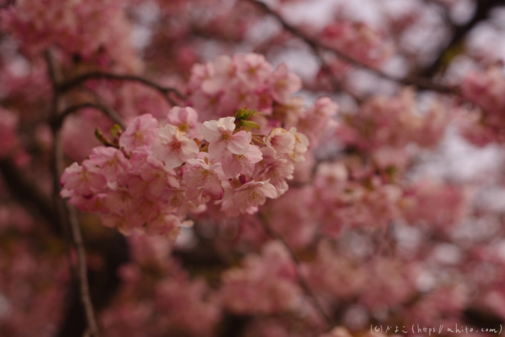 朝日が昇る河津桜 - 08
