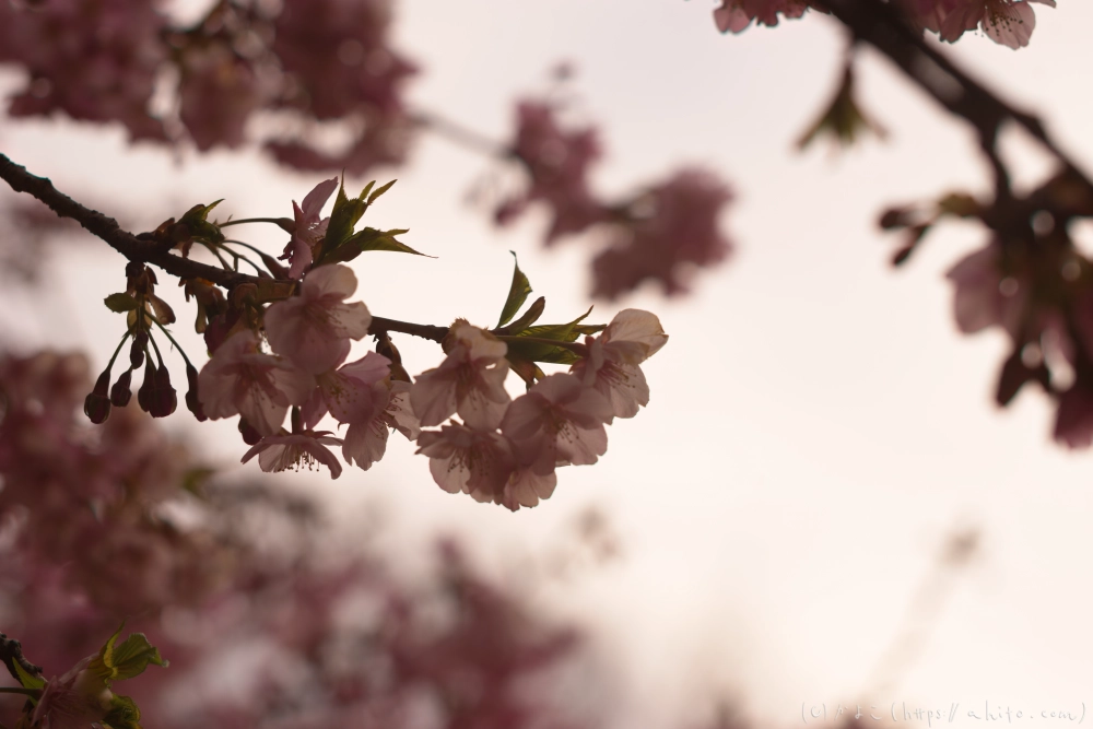朝日が昇る河津桜 - 13