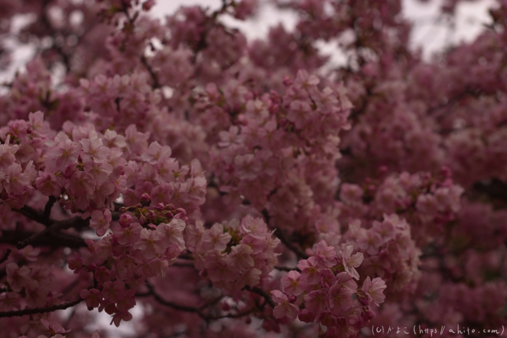 朝日が昇る河津桜 - 15