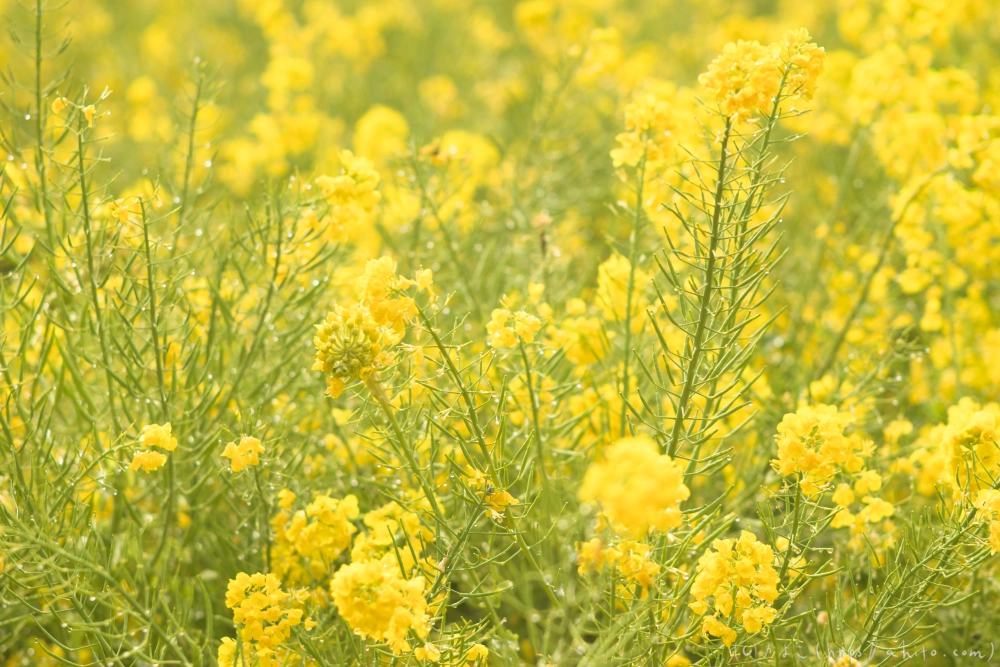 菜の花 - 03