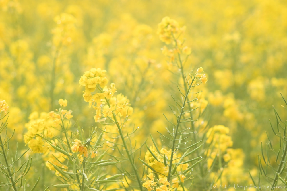 菜の花 - 05
