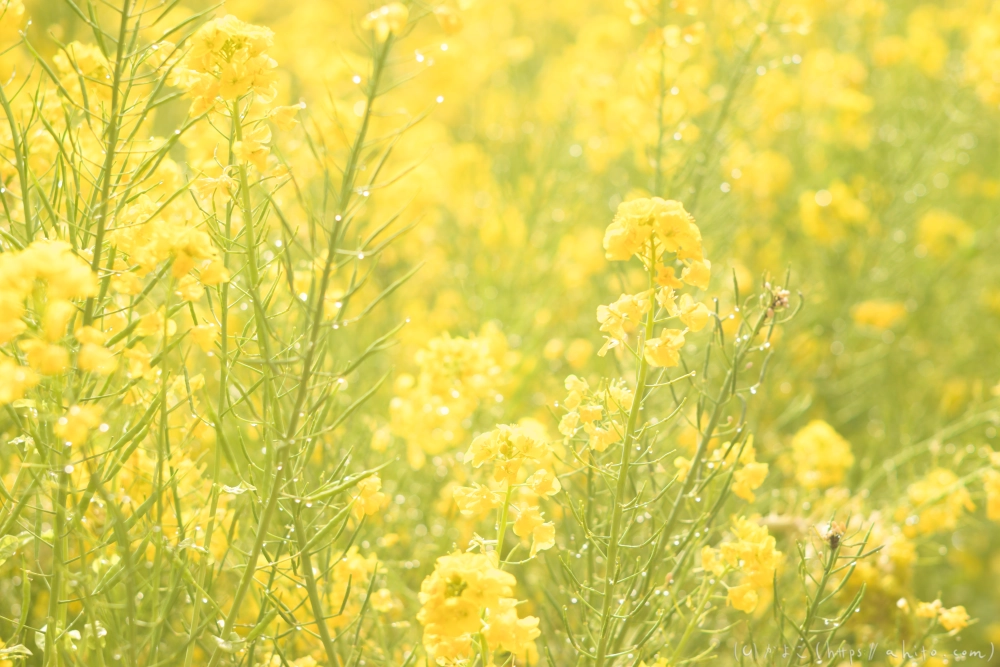 菜の花 - 08