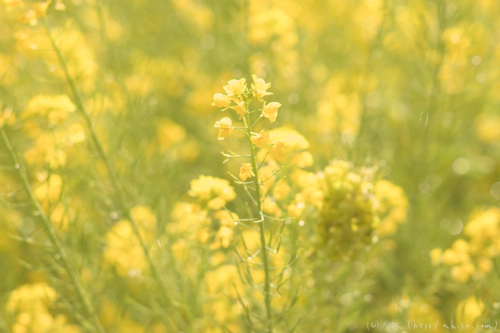 菜の花 - 09